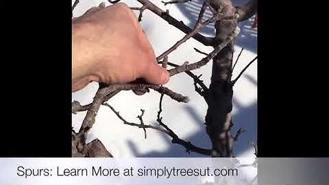 Spurs and Water Sprouts