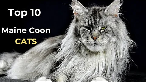 Video 1352291: maine coon cats love, breed maine coon, beautiful maine coon, love big cat