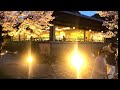 京都嵐山　夕方の桜🌸 Kyoto Arashiyama evening cherry blossoms 2024年4月7日