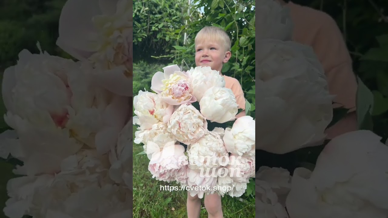 Любимые ПИОНЫ! Более 70 сортов в ЦВЕТОК.ШОП 