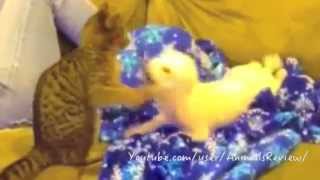 Cat Playing with Dog by AnimalsReview 7,977 views 9 years ago 40 seconds