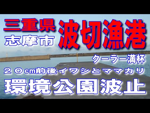 #10三重県波切漁港20cm前後イワシとママカリクーラー満杯何匹釣れたか分かりません波切漁港環境公園駐車場広い先日クーラー3杯から4杯釣った人がいると地元のおっちゃんが言っていた夜街灯の下でアジ釣り