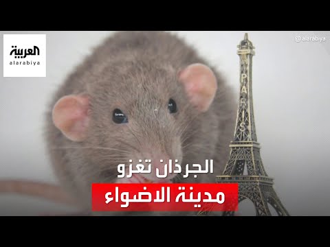 بعدما طالب سكان باريس بالتعايش مع الجرذان رئيس بلدية باريس يثير موجة جدل