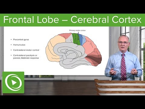 Frontal Lobe – Cerebral Cortex | Lecturio