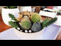 Cactus Dish Garden - ASMR Dish gardening #asmr #cactus #plants