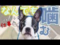 子犬のしつけ 子犬が何でもかんでも噛むのをやめさせたい！