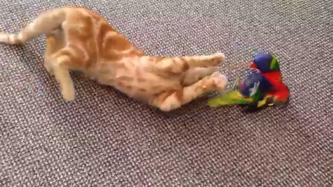 lorikeet And Cat game
