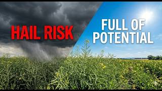 The low seed rate gamble and what could ruin it?