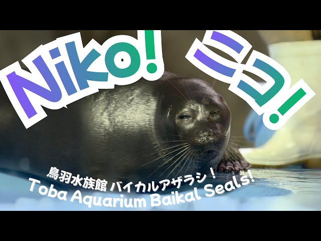 Niko the Baikal Seal! Cute Moments at Toba Aquarium