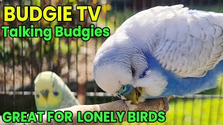 Budgie TV  Happy Songs for Your Birds