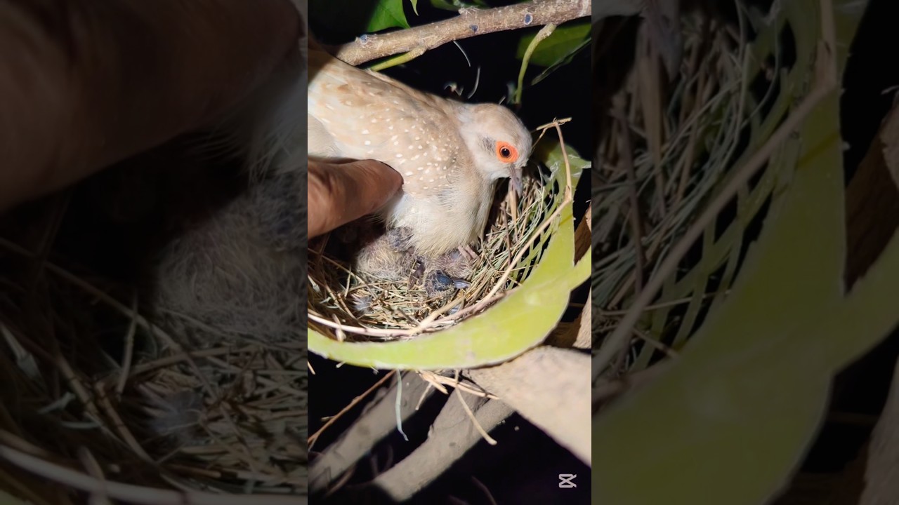diamond dove eggs hatching/birds baby 