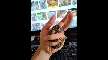 Mới mua Sóc Đất Baby về nuôi cần những gì và kinh nghiệm nuôi sóc