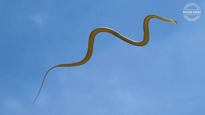 Jinsiy filmlar Italiya