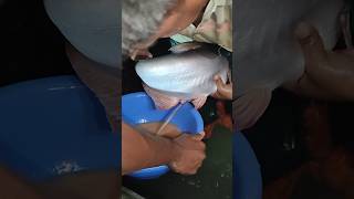 Fish Egg Collection and Hatching ProcessSystem #reels #fishing
