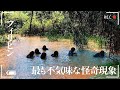 【驚愕】フィリピンで撮影された世界を震撼させる衝撃映像！カメラが捉えた謎の怪奇現象 #メガマウスザメ #パイソン #謎の生物 #フィリピン