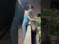 Hungry Piglets Waiting for Feed 🐷 | Farm Feeding Time Madness!