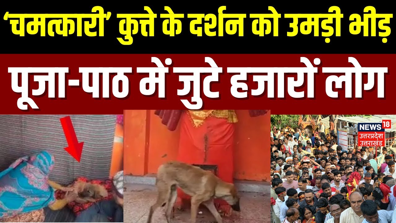 Bijnor Viral Dog : चमत्कारी कुत्ते के दर्शन को उमड़ी भीड़, बिजनौर में अनोखी आस्था का नज़ारा |UP News