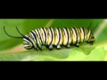 top 10 animals with the most legs