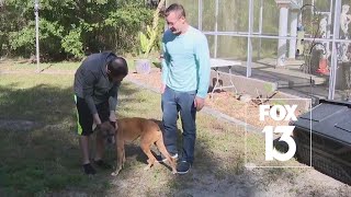 Dogs bitten by rattlesnake near Florida home, 1 dies
