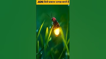 Jugnu कैसे प्रकाश उत्पन्न करते हैं | Lightning bug facts #shorts #shortsfeed #sciencefacts