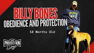 Billy Bones, Belgian Malinois Training- 18 Months Old