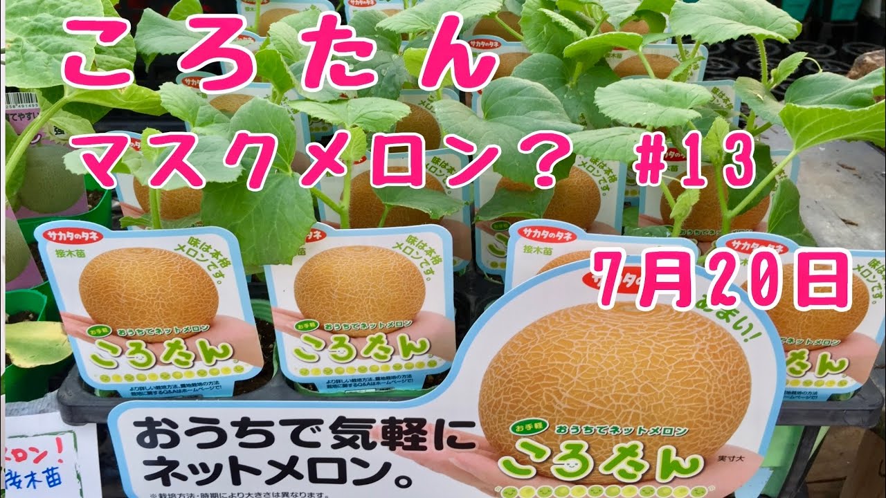 メロンころたんno 13マスクメロン 家庭菜園 鉢でぐるぐるベランダでも簡単あんどん仕立てで空中栽培 15年7月日 Youtube