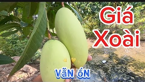 Giá xoài Đài Loan, cát chu, cát hòa Lộc ngày 21 tháng 3, 2025