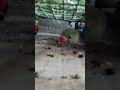 parrot chori kar kar khana kha raha hai 😂 #funny #shorts #parrot #babyparrot #birdvideos