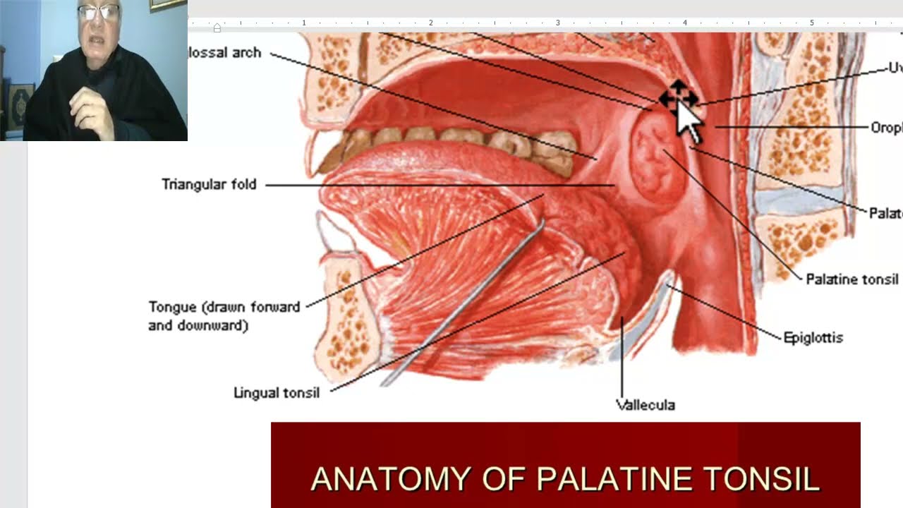 Anatomy of head and neck module in Arabic 94 (Pharynx, part 3) , by Dr. Wahdan
