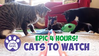 Cats For Cats To Watch  Cats For Dogs To Watch  EPIC 4 HOURS with sound! Cats Playing Cat Games
