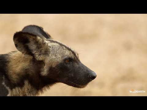 A morning with wild dogs and lions - SafariLIVE Sunrise - 24 July 2026