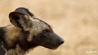 A morning with wild dogs and lions - SafariLIVE Sunrise - 24 July 2026