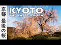 Kyoto Cherry Blossom - The last sakura before new green (Japan) 京都