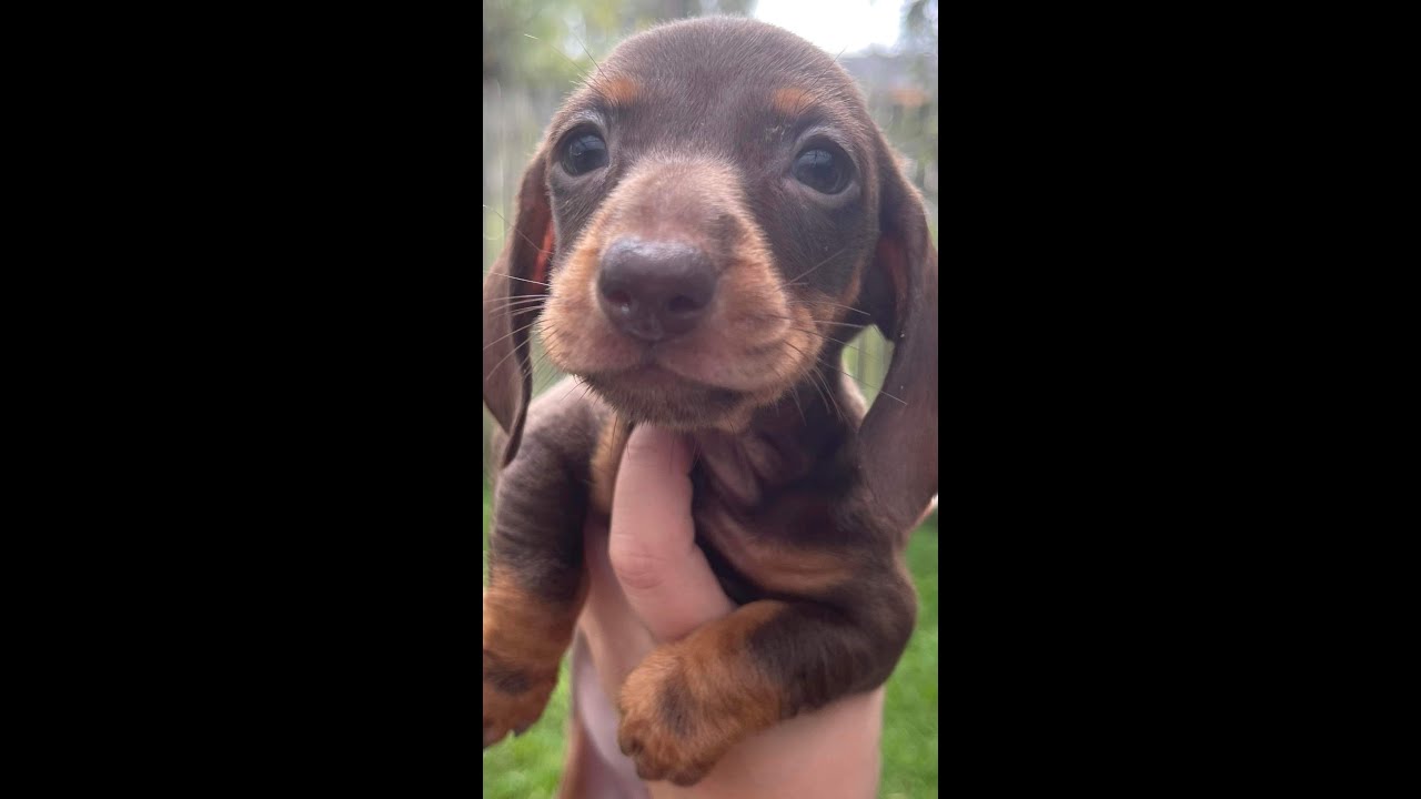 Four days until she arrives Preparing to raise a miniature dachshund