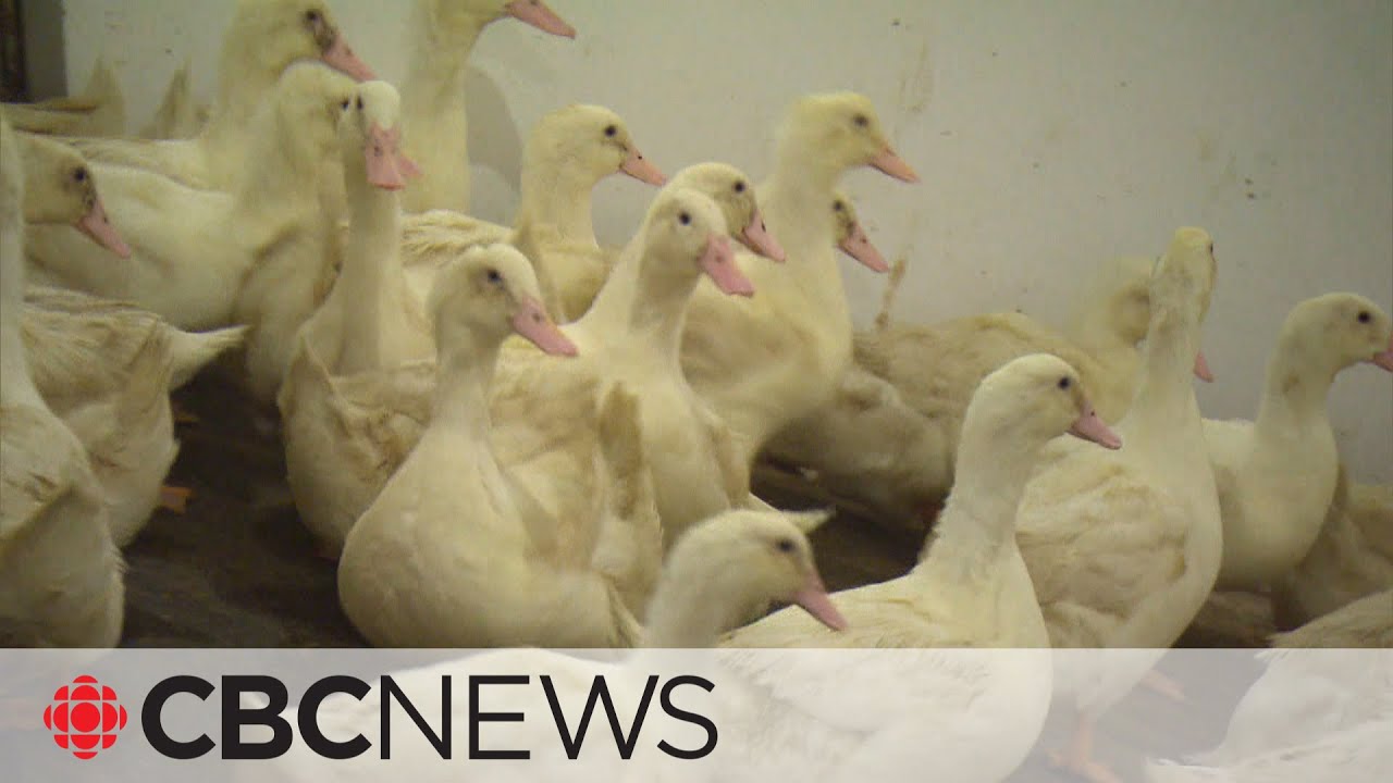 Avian flu forces cull at Quebec duck farm - YouTube