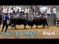 宇和島闘牛 令和六年五月場所 関脇戦 でんきや都和・一心 vs 一見貴
