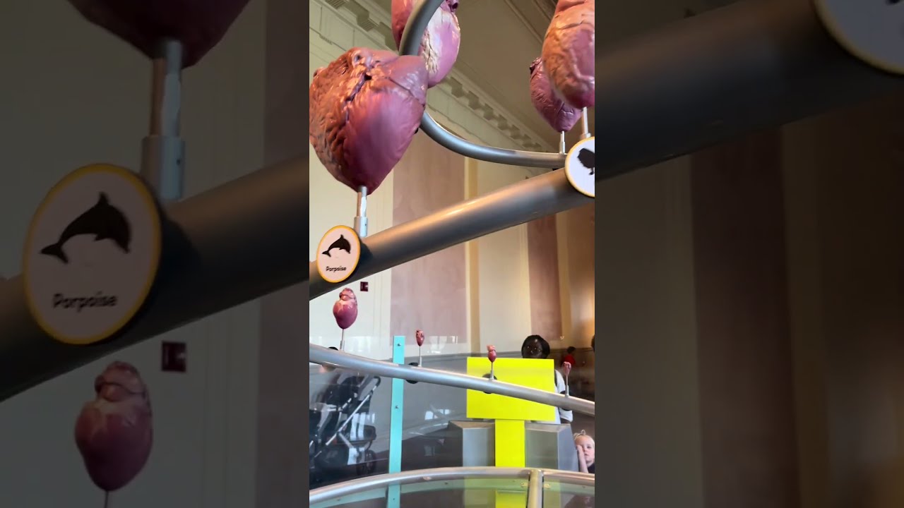 All animal and human hearts