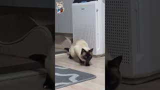 Cute Cat Compilation!  | Playful, Cuddly, Meowtastic! #shorts  #catlovers  #cat  #siamese