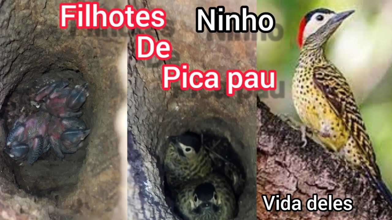 🔴 Pica-pau e seu ninho com filhotes 🐦🪺🌿 - YouTube