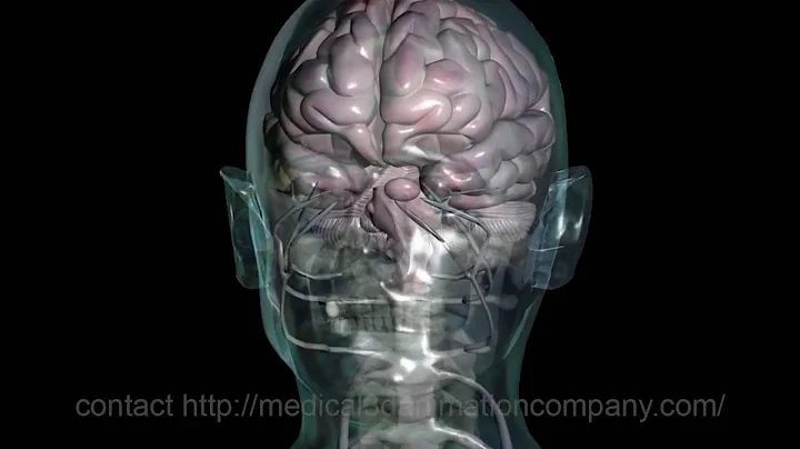 alzheimers treatment brain anatomy nerves 3d medical animation company studio 3d visualization healt