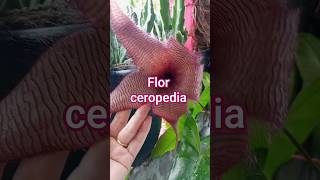 #nuncaleve pessoas erradas para sua casa #planta do deserto #ceropedia #flores