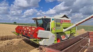 Zetva psenice 2021 Claas Mega 204 Wheat harvest
