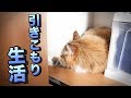 遂にちゃちゃが引きこもり生活を始めました。。