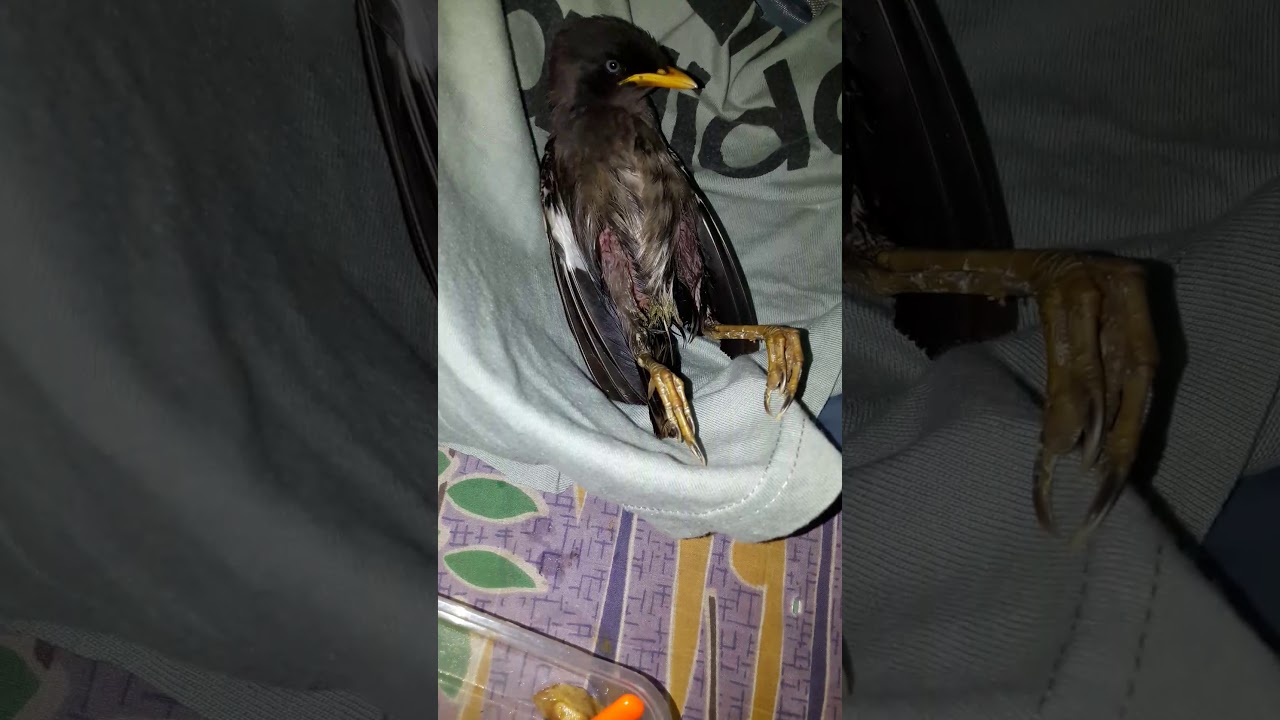 Motif Viral Burung Apa Burung Apa Kawan Kawan Youtube