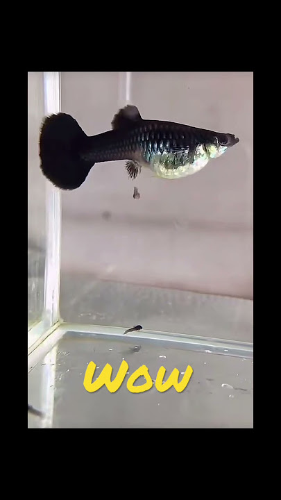 Guppy Giving Birth on 57th Singapore National Day!