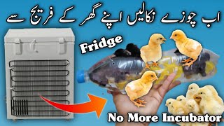 Eggs Hatching with Refrigerator | Hatching without Incubator | No more Incubator