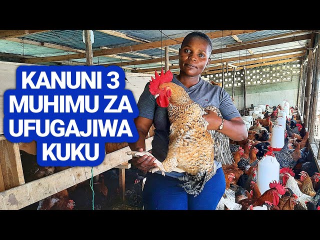 Kanuni 3 za Mafanikio Kwenye Ufugaji wa Kuku - Fuga Kibiashara class=