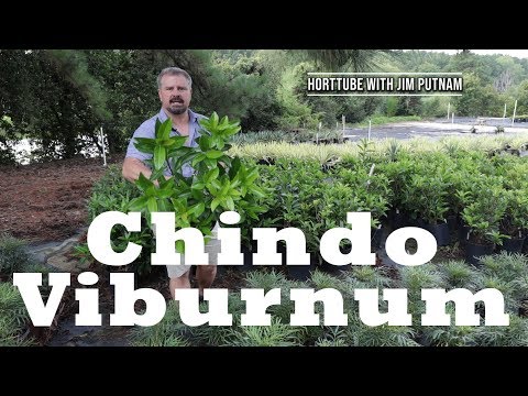 Video: Što je Chindo viburnum?