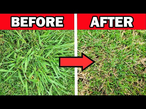 Video: Broomsedge Grass - Mga Tip Para sa Broomsedge Control