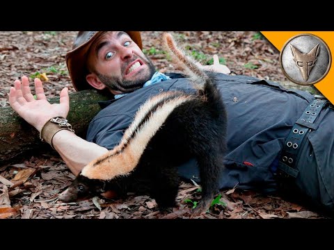 Видео: Как да де-Skunk куче